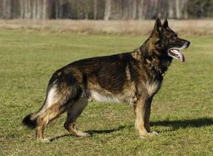 Balou aus dem Wesen Zwinger Balou aus dem Wesen Zwinger