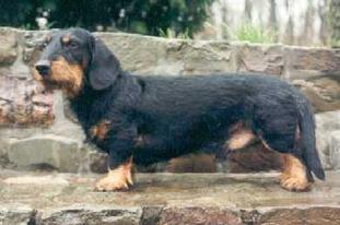 Megalit's Waldmann Megalit's Waldmann