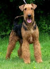 Samson von der Laubenhaid Samson von der Laubenhaid