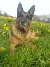 Rex (Fuchs) Rex (Fuchs)