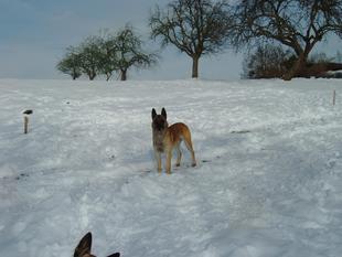 Dovre Fjeld Yeller Dovre Fjeld Yeller