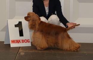 Baccara Sue vom Maulbeerbaum Baccara Sue vom Maulbeerbaum