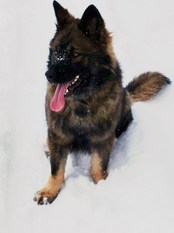 Prada von der schwarzen Natter Prada von der schwarzen Natter