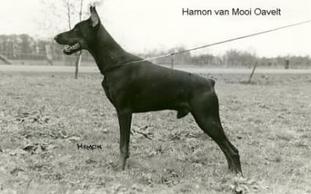 Hamon van Mooi Oavelt Hamon van Mooi Oavelt