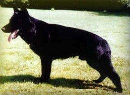 Ajax von der schwarzen Nister Ajax von der schwarzen Nister