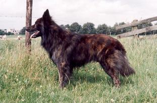 Corrin van de Sylvester Stee Corrin van de Sylvester Stee