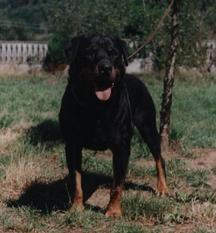 Bandit von der Scherau Bandit von der Scherau