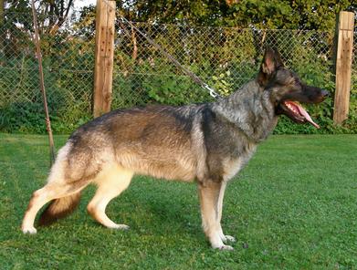 Cleo vom Welzbachtal Cleo vom Welzbachtal