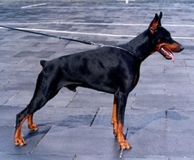 Irinland Duc Dufer Irinland Duc Dufer