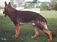Veith vom Haus Iris