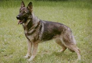 Zira Egidius CS Zira Egidius CS