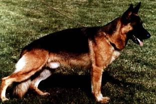 Uwo von der Wienerau Uwo von der Wienerau