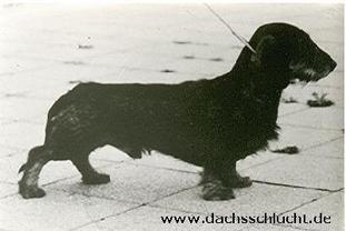 Starsky von der Dachsschlucht Starsky von der Dachsschlucht