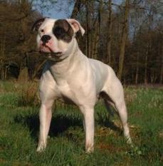 Chestnut's Little Cherokee of SAB Chestnut's Little Cherokee of SAB