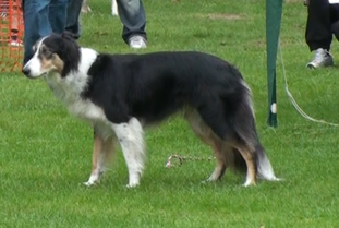 Casey Of Monkshill Casey Of Monkshill