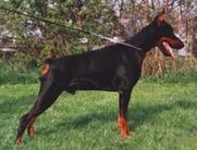 dog image background