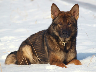 Patch von der schwarzen Natter Patch von der schwarzen Natter