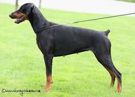 Corleona Lady di Brittasgang