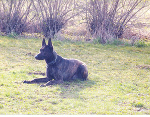 Duke (Seifert) Duke (Seifert)