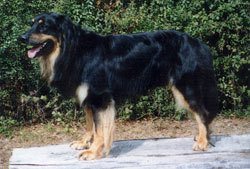 Galax von Griessesch Galax von Griessesch