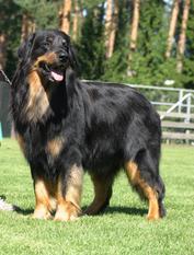 Kieferhof's Showy Axim Kieferhof's Showy Axim