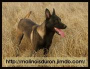 dog image background