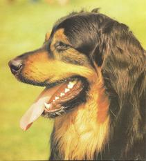 Basko von der Asseburg Basko von der Asseburg