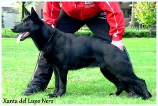 Xanta del Lupo Nero Xanta del Lupo Nero