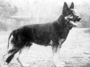 Seigo aus der Espenstätte Seigo aus der Espenstätte