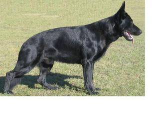 Athos von der Querlenburg Athos von der Querlenburg