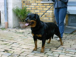 Freya vom Räuberweg Freya vom Räuberweg