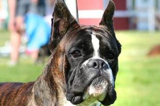 Vote For Valentino Of Devil Inside Vote For Valentino Of Devil Inside