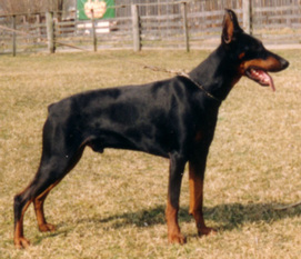 Anton von Bayern Anton von Bayern