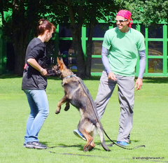 Charass vom Herzogtum Braunschweig Charass vom Herzogtum Braunschweig