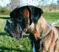 Gaitano von Maximilian Gaitano von Maximilian