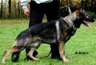 Arrek vom Wolfsheim Arrek vom Wolfsheim