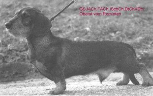 Oberst von Rominten Oberst von Rominten