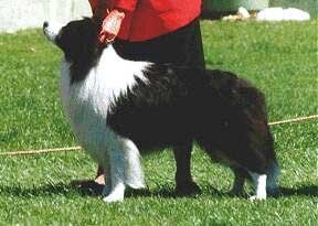 Lochinbrae of Clan-Abby Lochinbrae of Clan-Abby