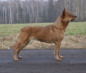 Yootshenca Astra Canina Yootshenca Astra Canina