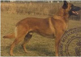 Castor NHSB 1355783 Castor NHSB 1355783