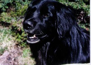 Odin vom Schondratal Odin vom Schondratal