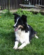 Lucky Su ISDS 222553 Lucky Su ISDS 222553