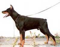 Lobo Royal Bell Lobo Royal Bell