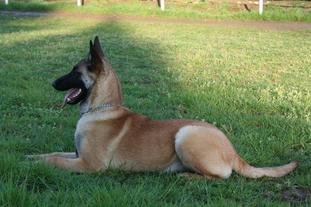 Fusion Point Zoe FCA 12212 (Beltran) Fusion Point Zoe FCA 12212 (Beltran)