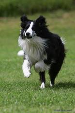 Agility Joy A Botton Pit Agility Joy A Botton Pit