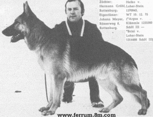 Heiko vom Loher-Stein Heiko vom Loher-Stein