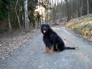 Quick I vom Schondratal Quick I vom Schondratal