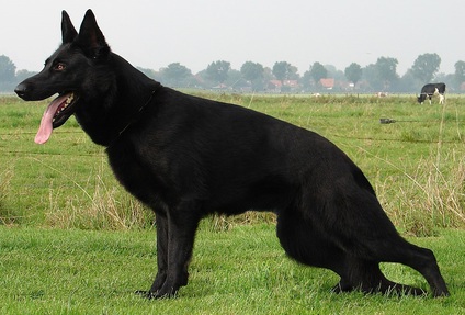Coebah von Bofra Coebah von Bofra
