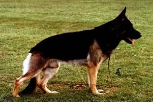 Legro von Karthago Legro von Karthago
