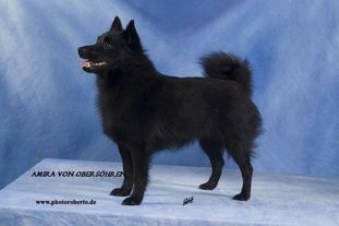 Amira von Obersöhren Amira von Obersöhren
